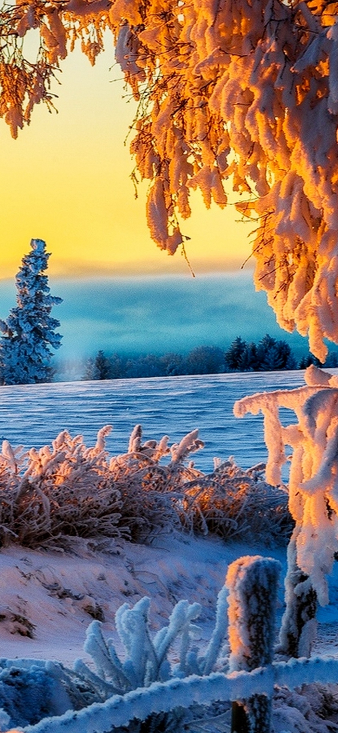 Tronc D'arbre Brun Sur un Sol Couvert de Neige Blanche Pendant la Journée. Wallpaper in 1125x2436 Resolution