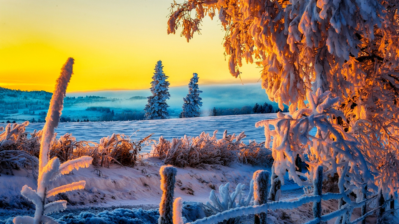 Tronc D'arbre Brun Sur un Sol Couvert de Neige Blanche Pendant la Journée. Wallpaper in 1280x720 Resolution