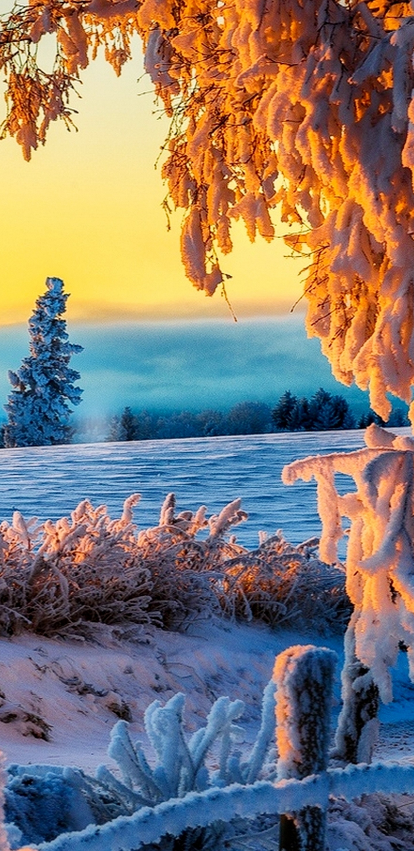 Tronc D'arbre Brun Sur un Sol Couvert de Neige Blanche Pendant la Journée. Wallpaper in 1440x2960 Resolution