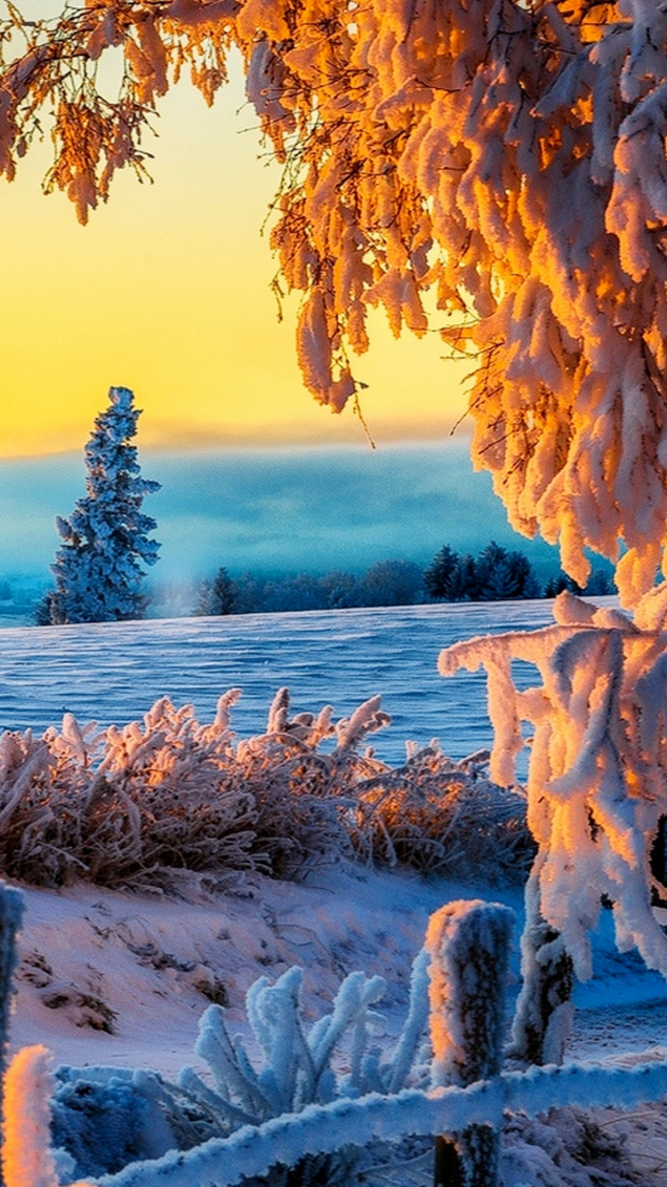 Brown Tree Trunk on White Snow Covered Ground During Daytime. Wallpaper in 750x1334 Resolution