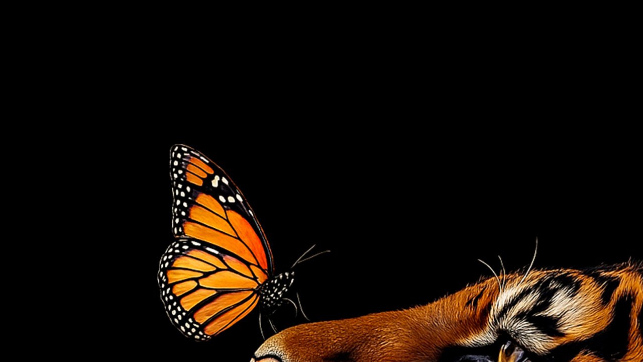 siberian tiger, bengal tiger, bengal, tiger