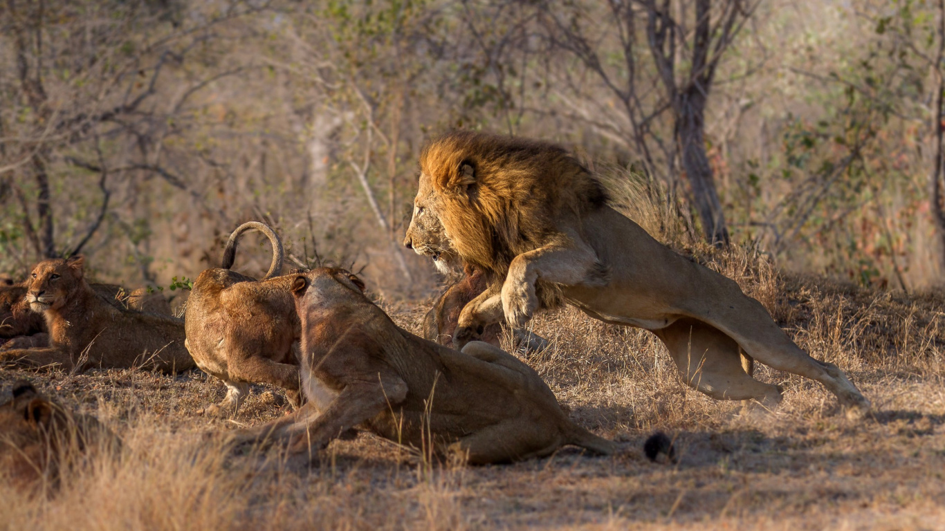 Lion and Lioness on Brown Grass Field During Daytime. Wallpaper in 1366x768 Resolution