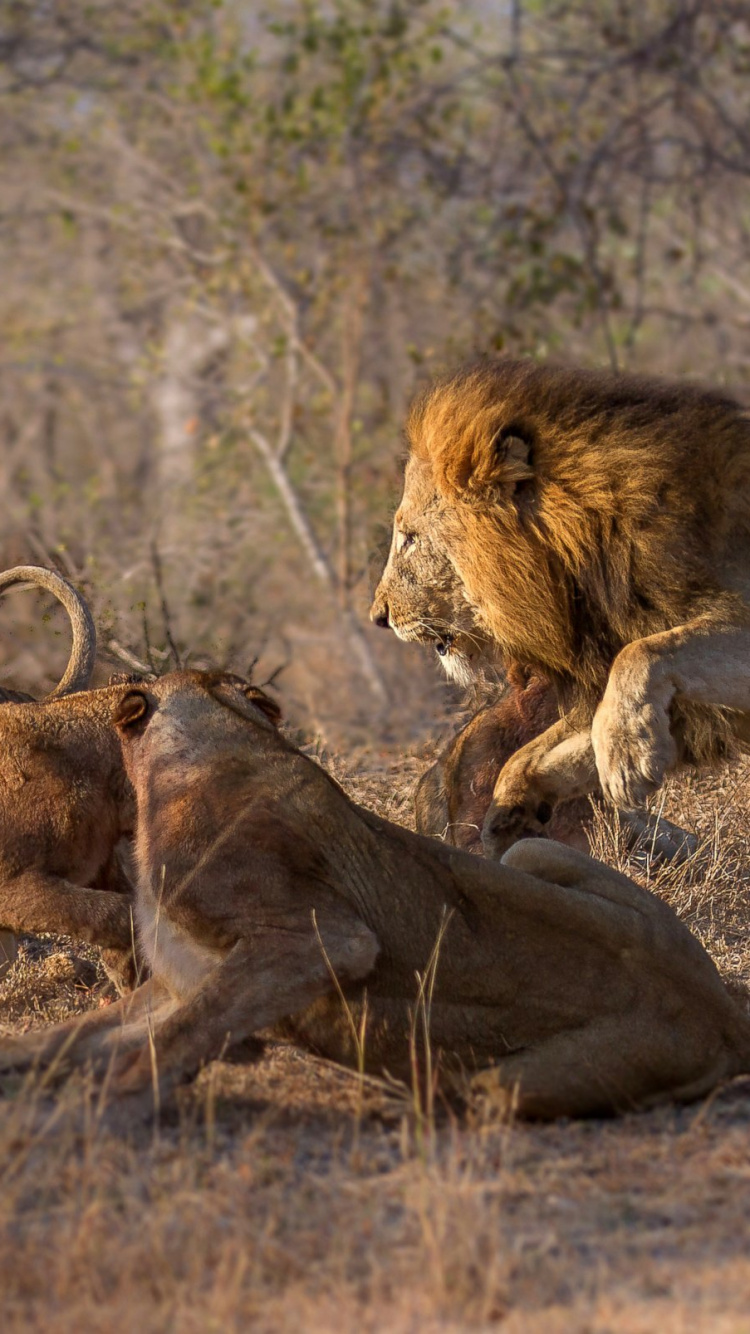 Lion and Lioness on Brown Grass Field During Daytime. Wallpaper in 750x1334 Resolution