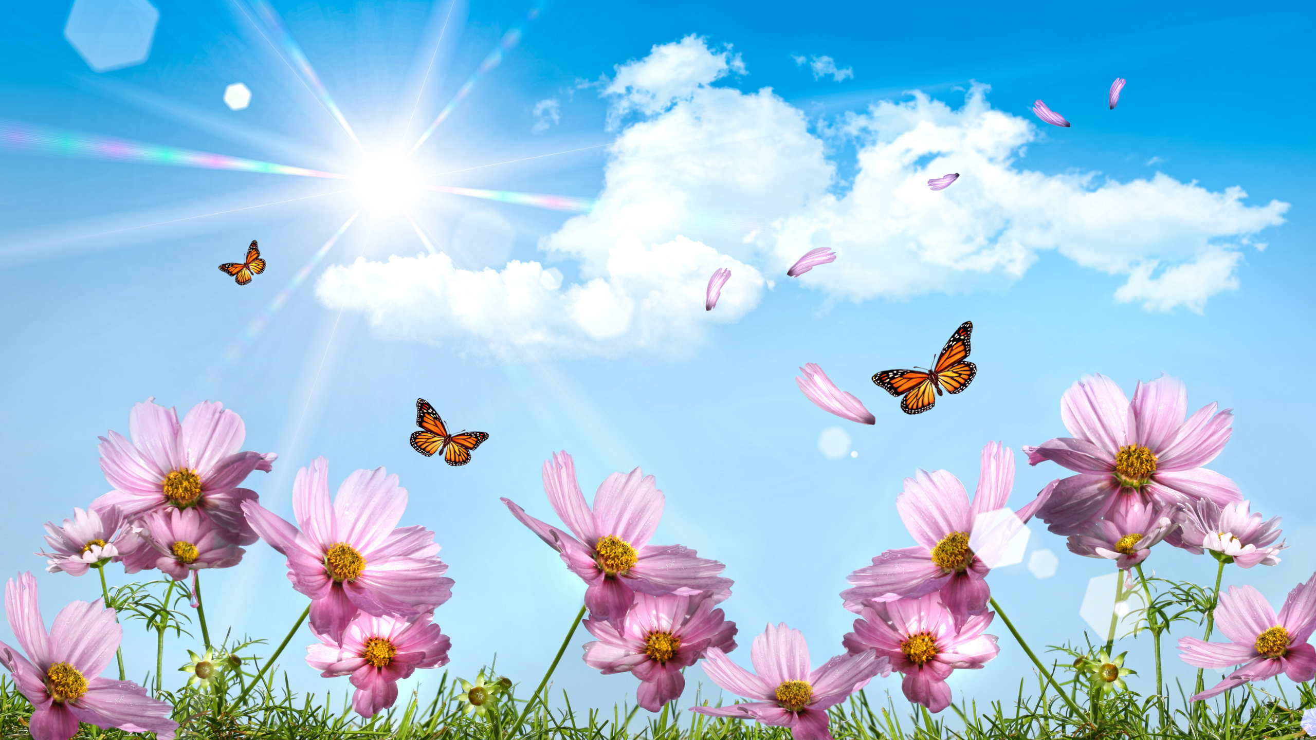 Flores Rosadas Bajo un Cielo Azul Durante el Día. Wallpaper in 2560x1440 Resolution