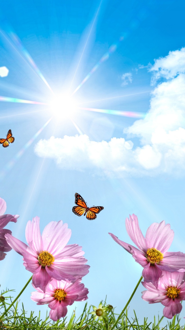 Flores Rosadas Bajo un Cielo Azul Durante el Día. Wallpaper in 720x1280 Resolution