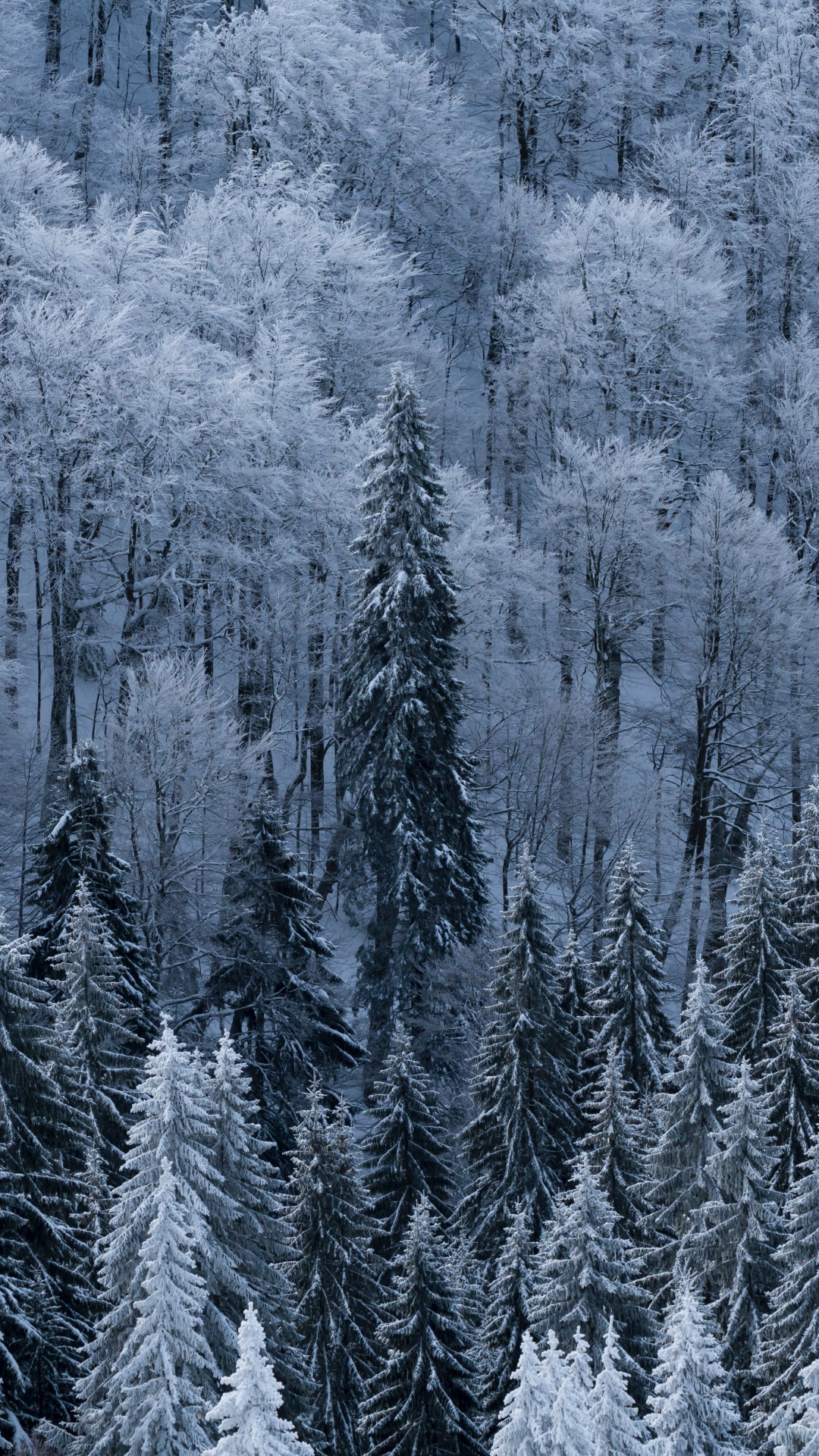 Schnee, Winter, Baum, Frost, Einfrieren. Wallpaper in 1080x1920 Resolution