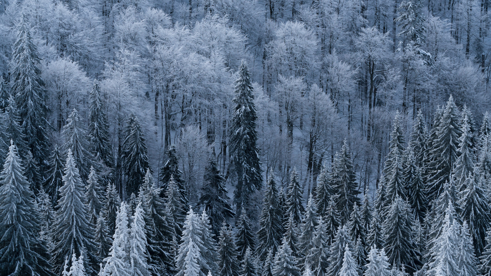 Schnee, Winter, Baum, Frost, Einfrieren. Wallpaper in 1920x1080 Resolution