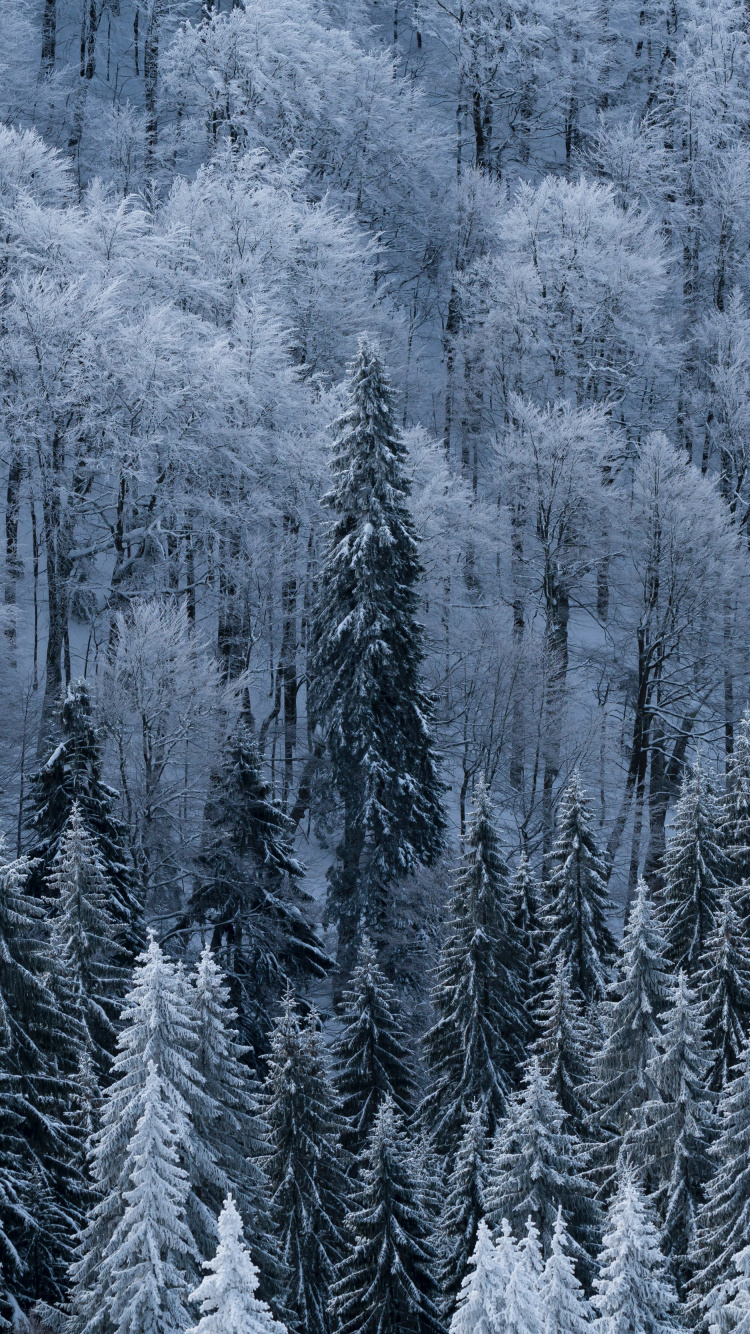 Schnee, Winter, Baum, Frost, Einfrieren. Wallpaper in 750x1334 Resolution