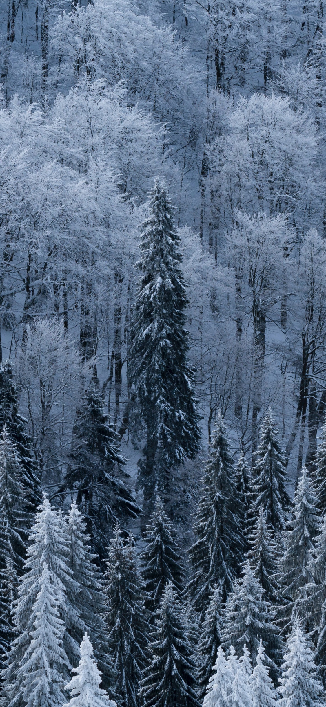 Nieve, Invierno, Helada, Congelación, El Abeto Balsámico. Wallpaper in 1125x2436 Resolution