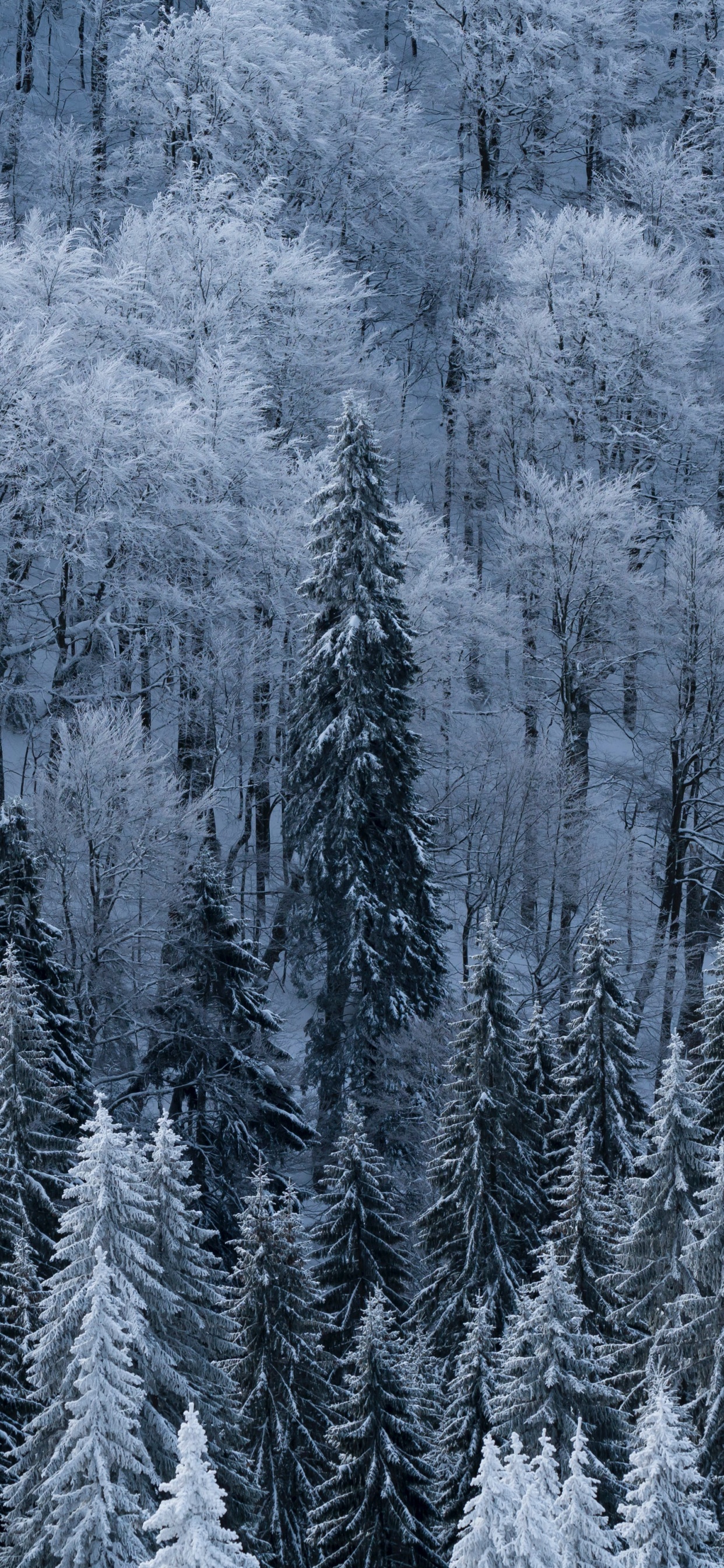 Neige, Hiver, Gel, Congélation, Le Sapin Baumier. Wallpaper in 1242x2688 Resolution