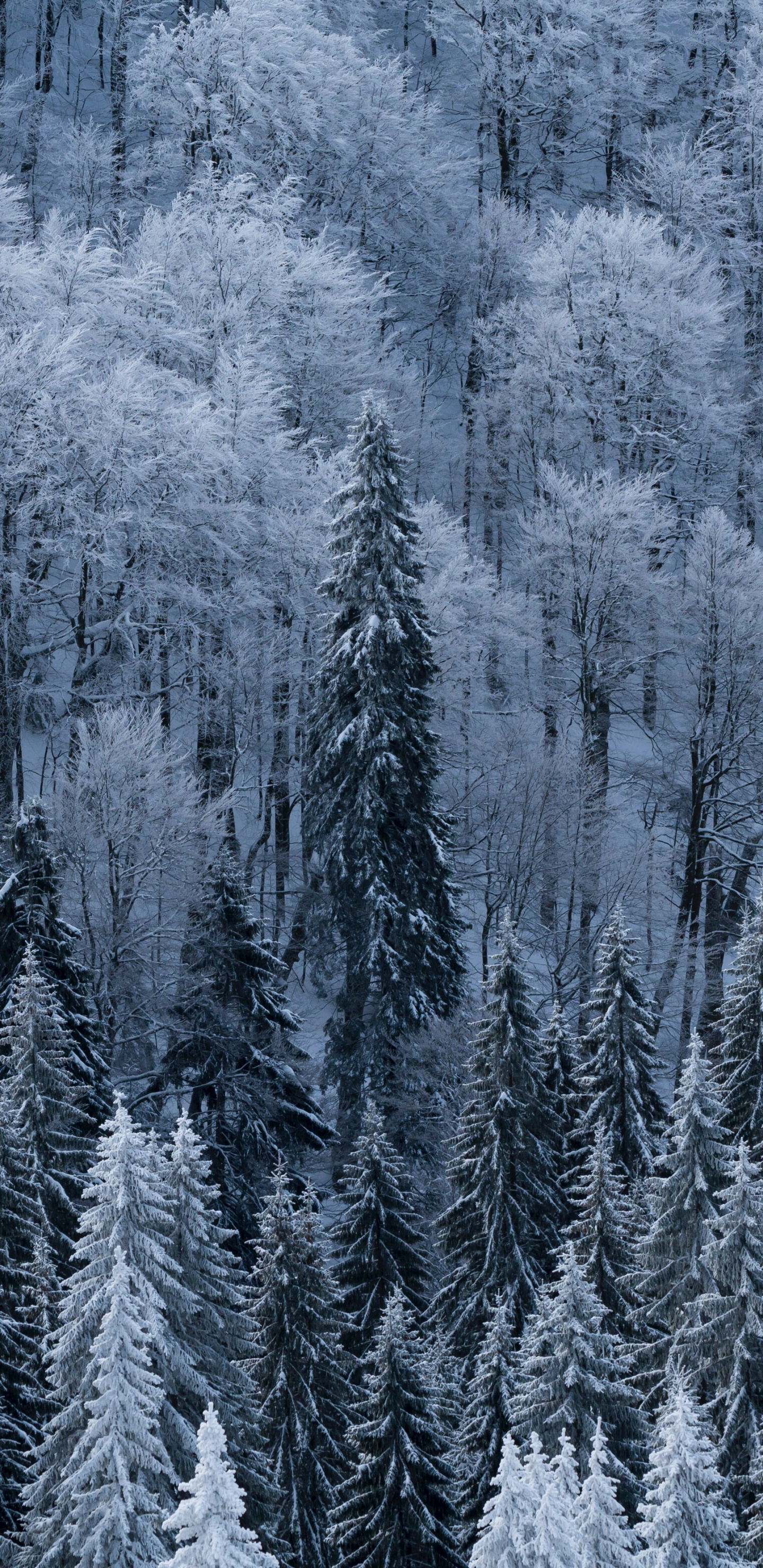 Neige, Hiver, Gel, Congélation, Le Sapin Baumier. Wallpaper in 1440x2960 Resolution