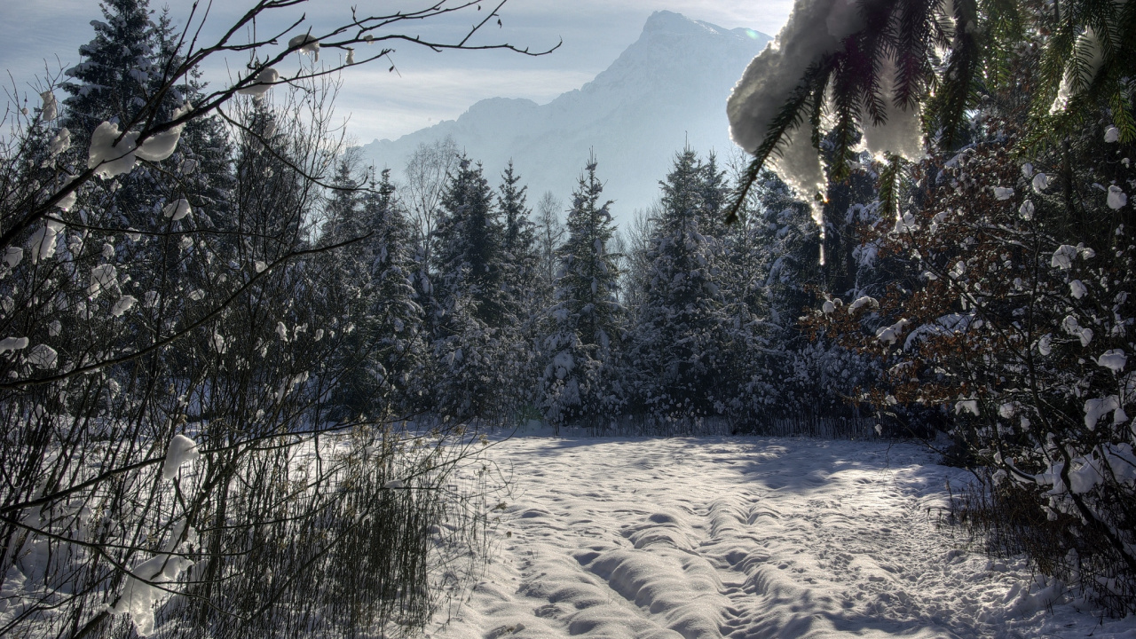 Green Trees on White Snow Covered Field During Daytime. Wallpaper in 1280x720 Resolution