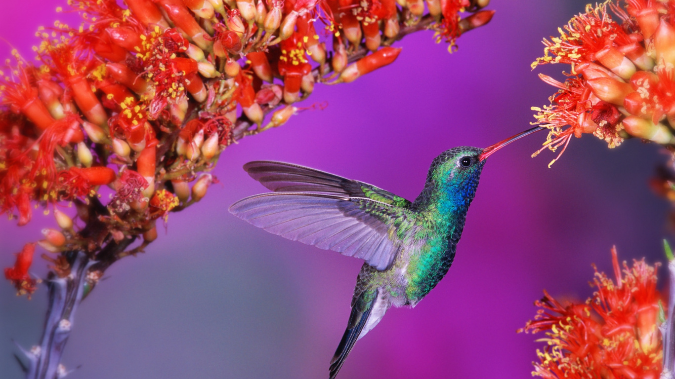 Colibri Vert Survolant Les Fleurs Rouges et Jaunes. Wallpaper in 1366x768 Resolution