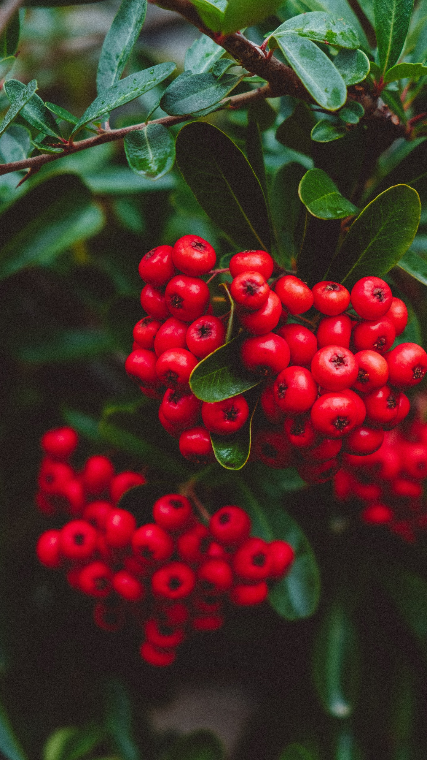 Rowan, Airelle, Bleuet, Fruits, Aquifoliales. Wallpaper in 1440x2560 Resolution