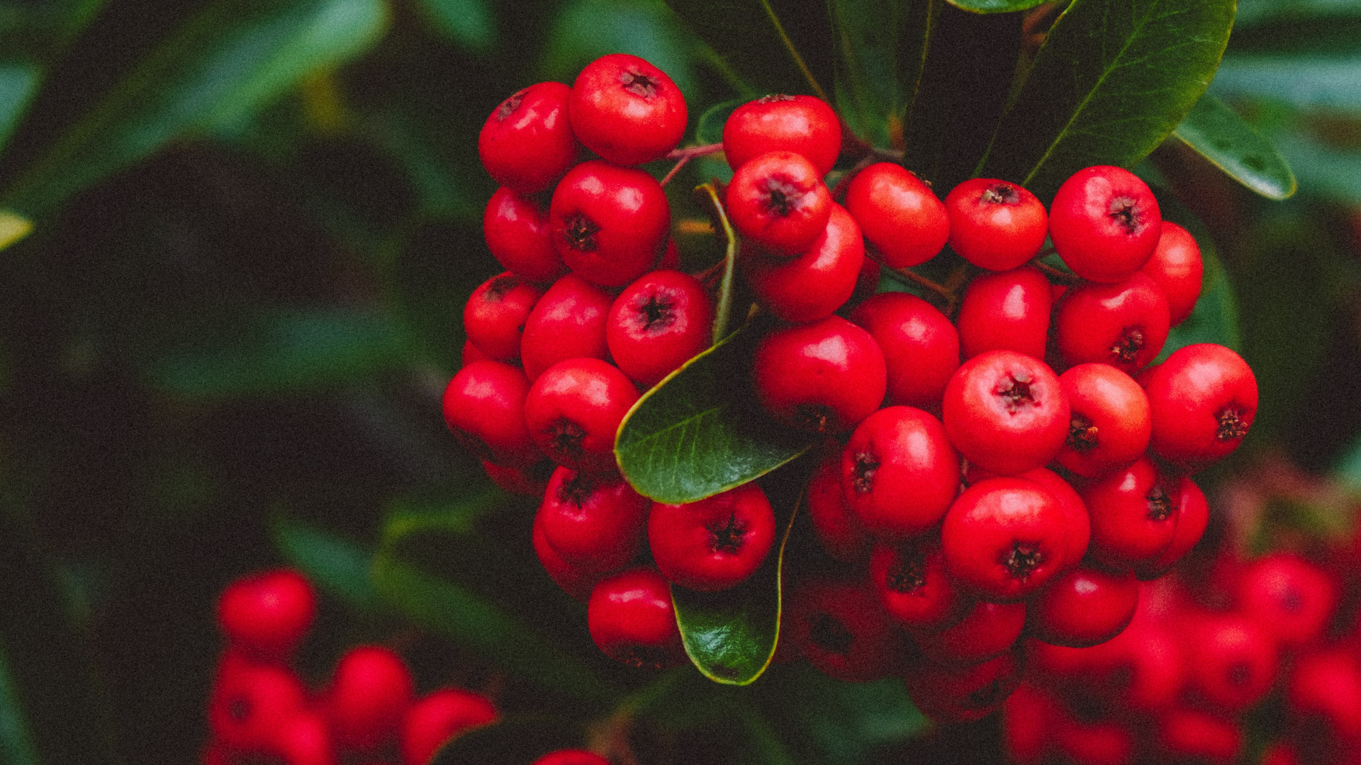 Eberesche, Berry, Preiselbeeren, Blueberry, Aquifoliales. Wallpaper in 1920x1080 Resolution