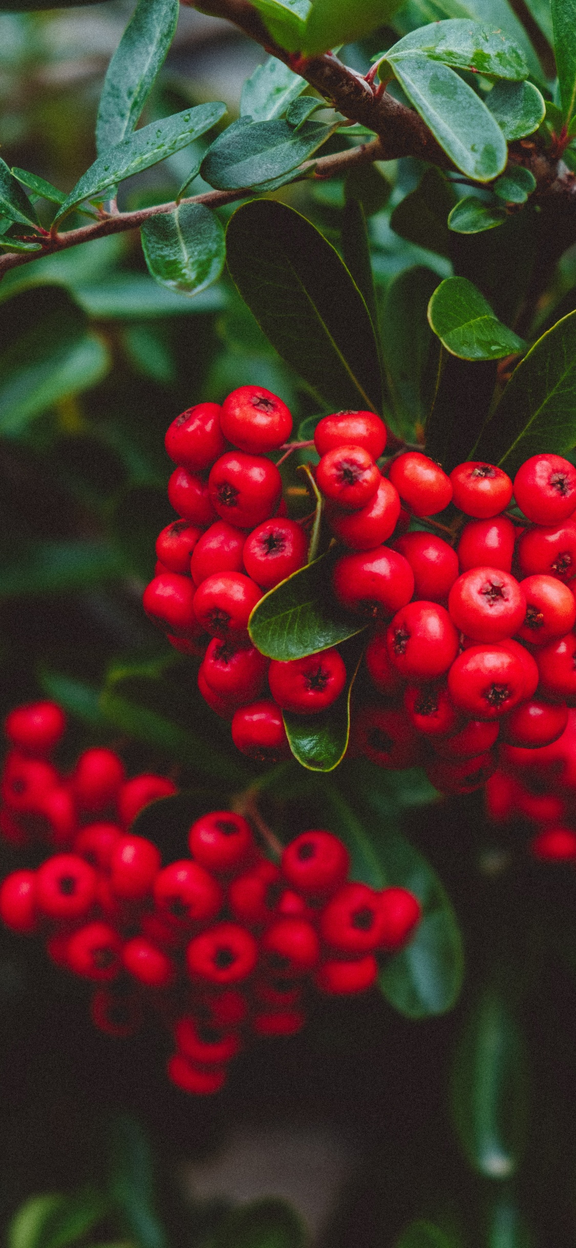 Plant, Rowan, Berry, Lingonberry, Blueberry. Wallpaper in 1125x2436 Resolution