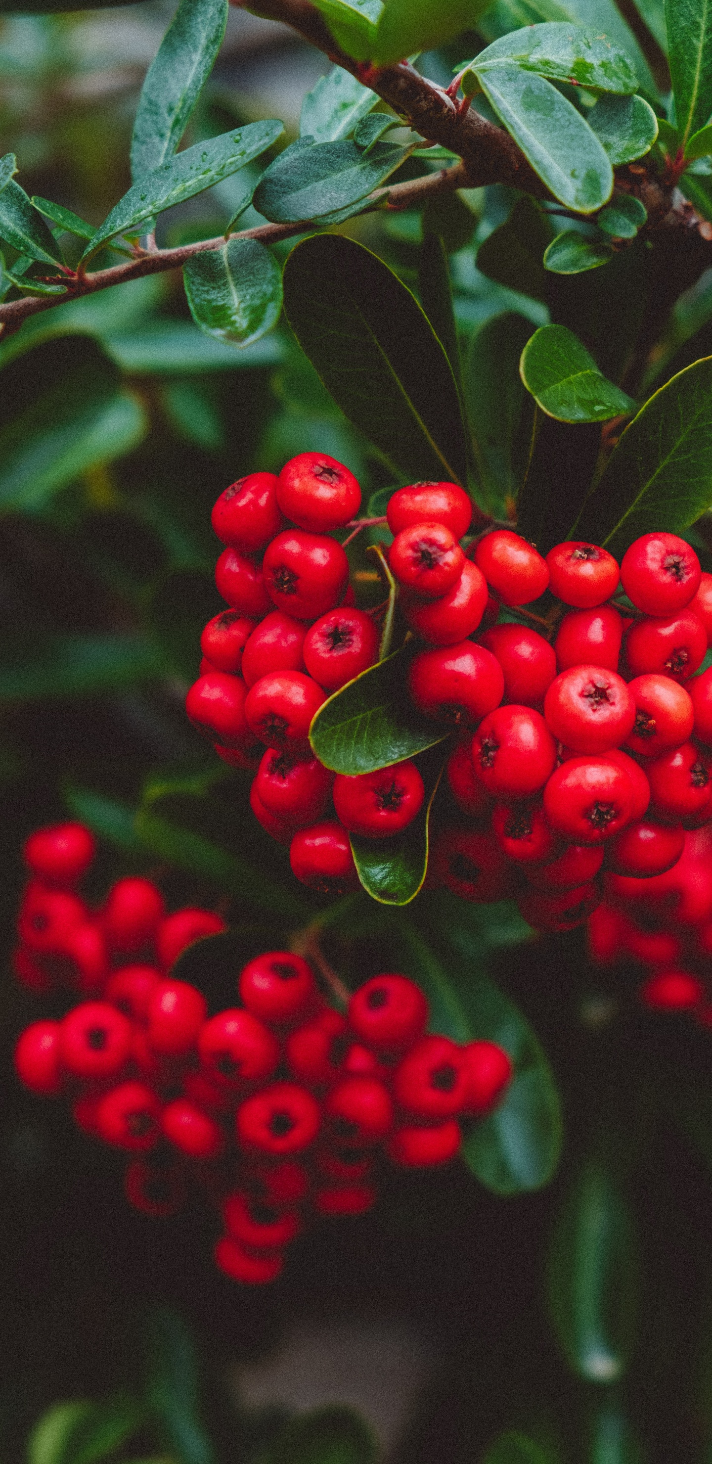 Plant, Rowan, Berry, Lingonberry, Blueberry. Wallpaper in 1440x2960 Resolution