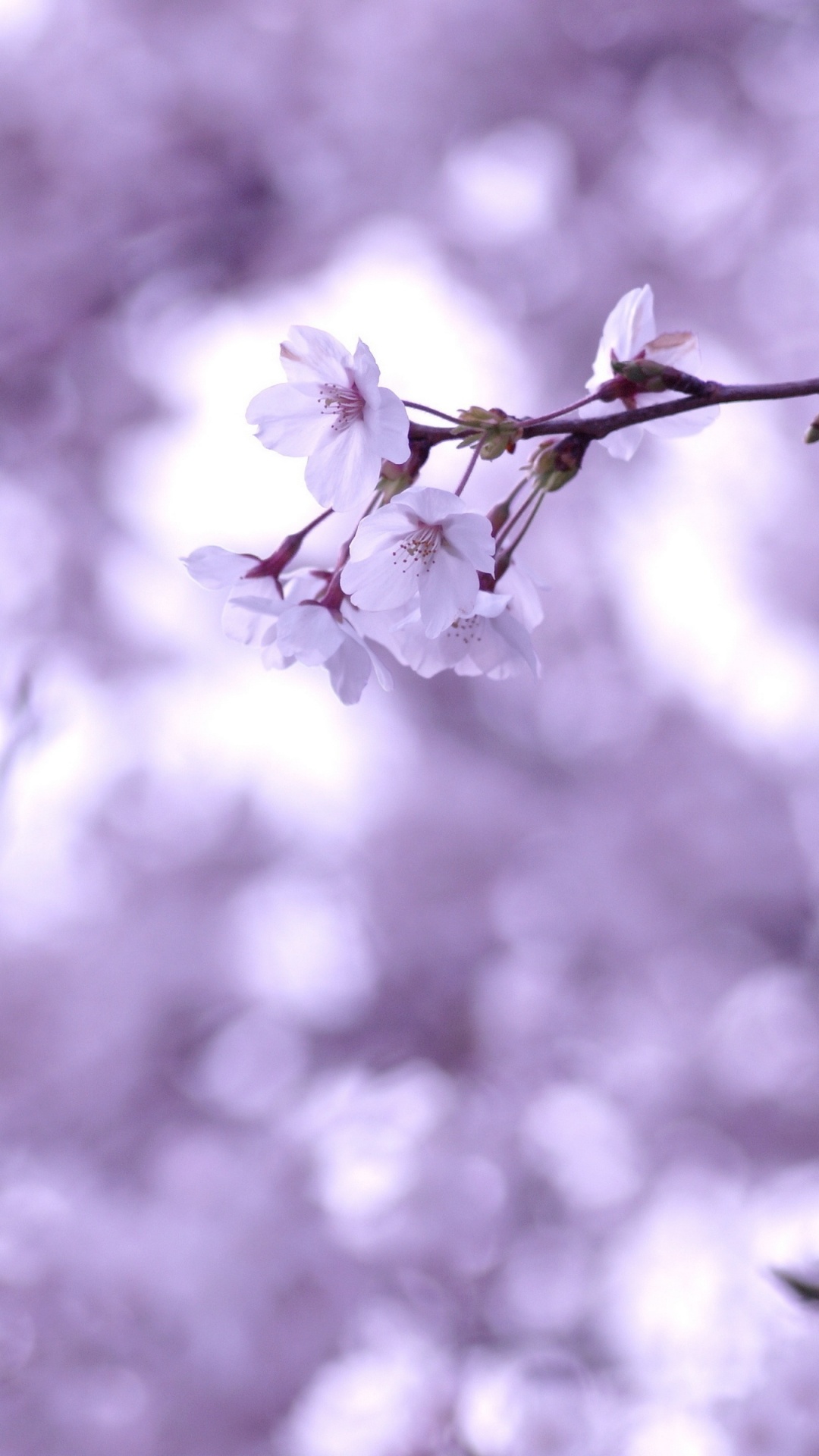 手机, 樱花, 天空, 紫色的, 开花 壁纸 1080x1920 允许