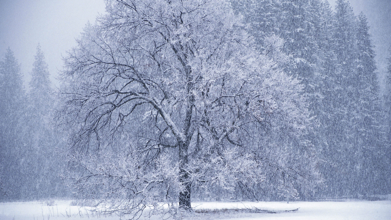 Grayscale Photo of Trees Near Body of Water. Wallpaper in 1280x720 Resolution