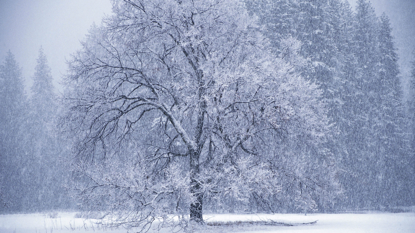 Grayscale Photo of Trees Near Body of Water. Wallpaper in 1366x768 Resolution