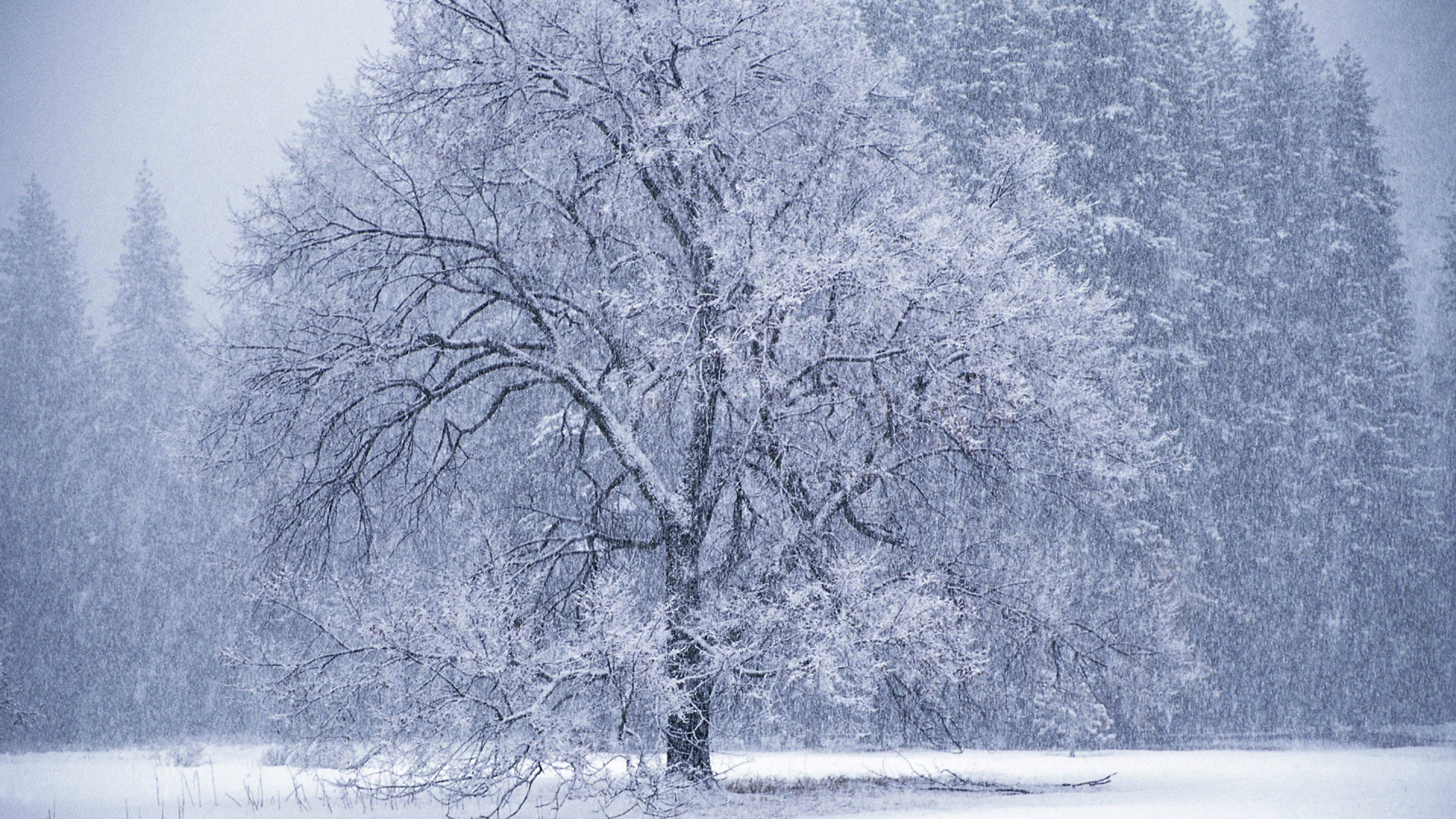 Grayscale Photo of Trees Near Body of Water. Wallpaper in 1920x1080 Resolution