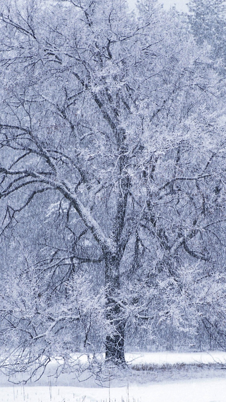 Grayscale Photo of Trees Near Body of Water. Wallpaper in 720x1280 Resolution