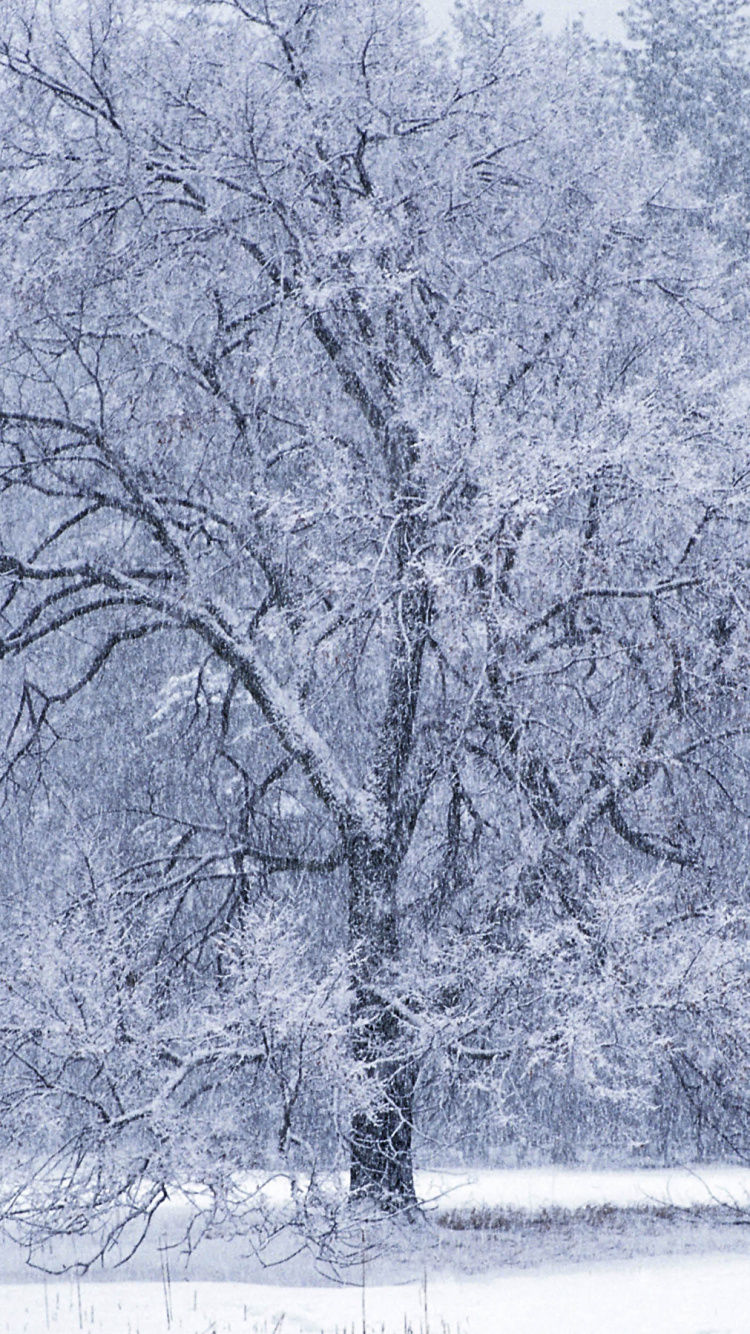 Foto en Escala de Grises de Árboles Cerca Del Cuerpo de Agua. Wallpaper in 750x1334 Resolution