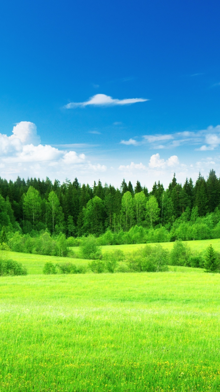 Tagsüber Grüne Wiese Unter Blauem Himmel. Wallpaper in 750x1334 Resolution