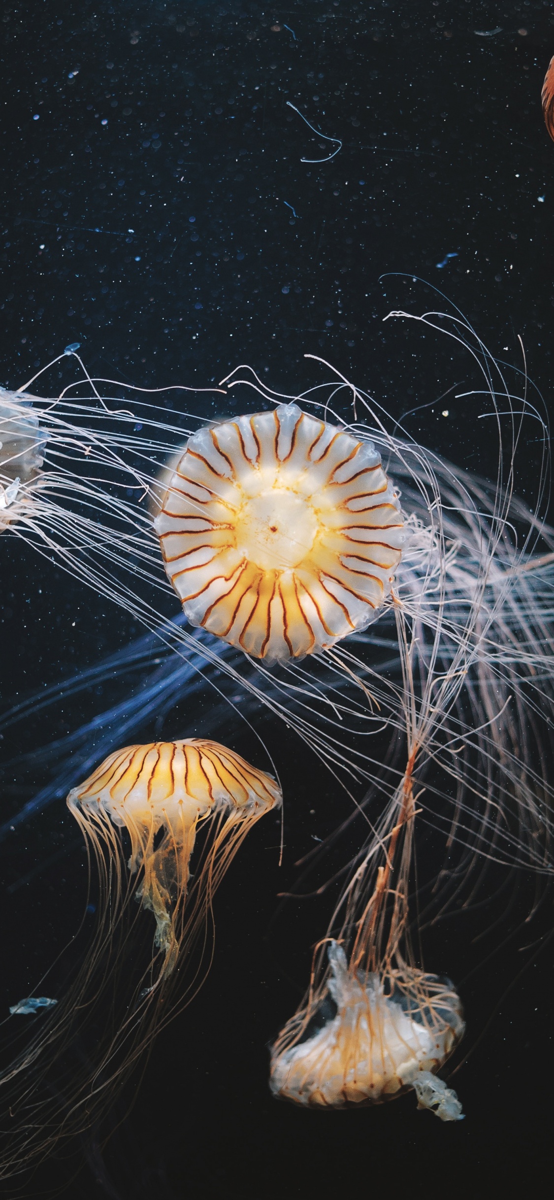 White and Brown Jellyfish in Water. Wallpaper in 1125x2436 Resolution