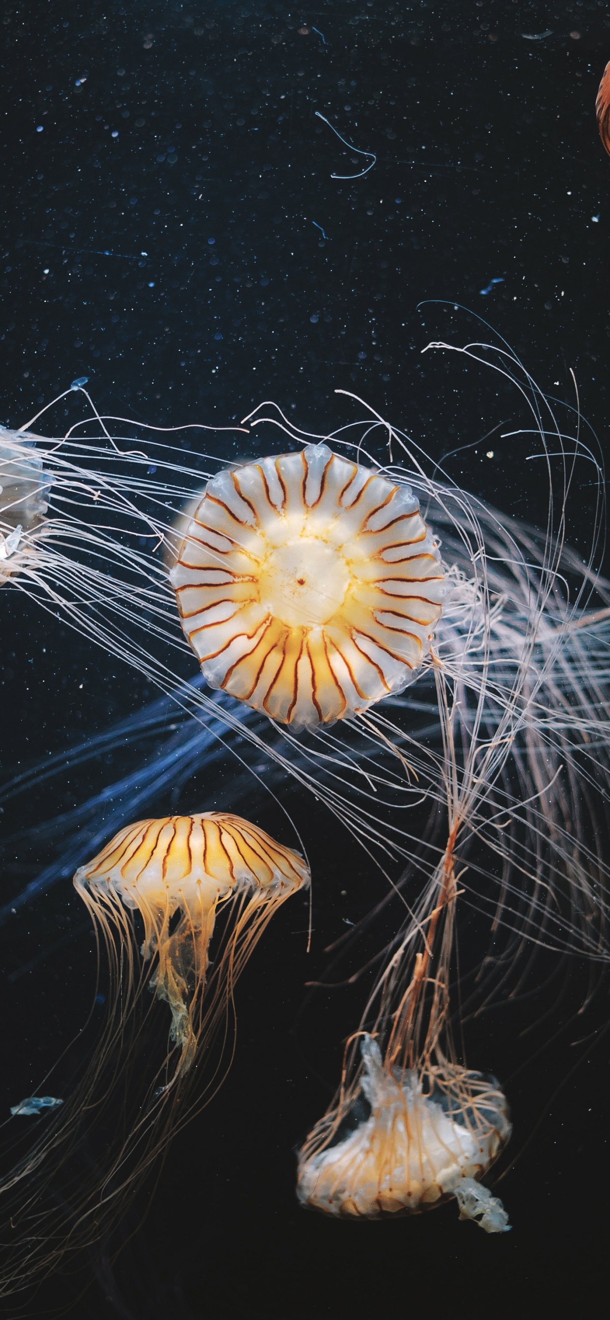 White and Brown Jellyfish in Water. Wallpaper in 1242x2688 Resolution