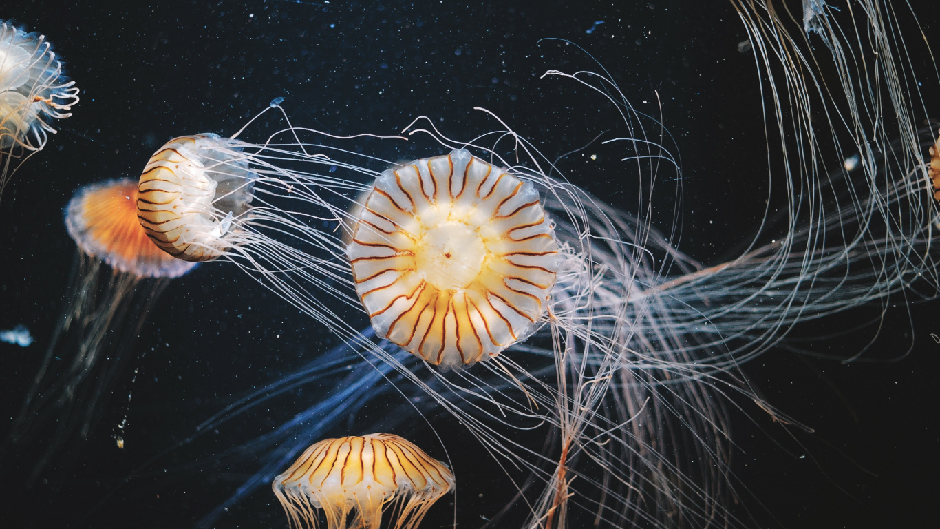 White and Brown Jellyfish in Water. Wallpaper in 1366x768 Resolution