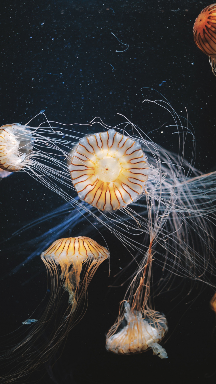 White and Brown Jellyfish in Water. Wallpaper in 750x1334 Resolution