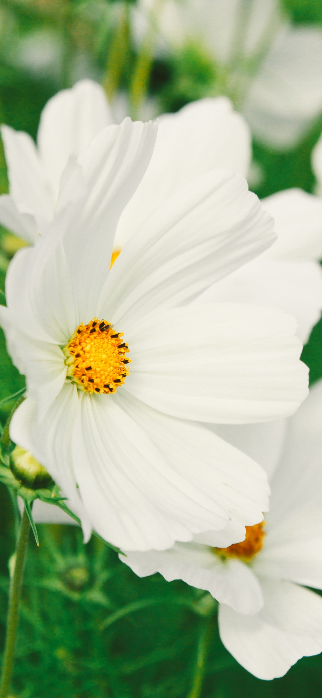 Flores Blancas en Lente de Cambio de Inclinación. Wallpaper in 1125x2436 Resolution