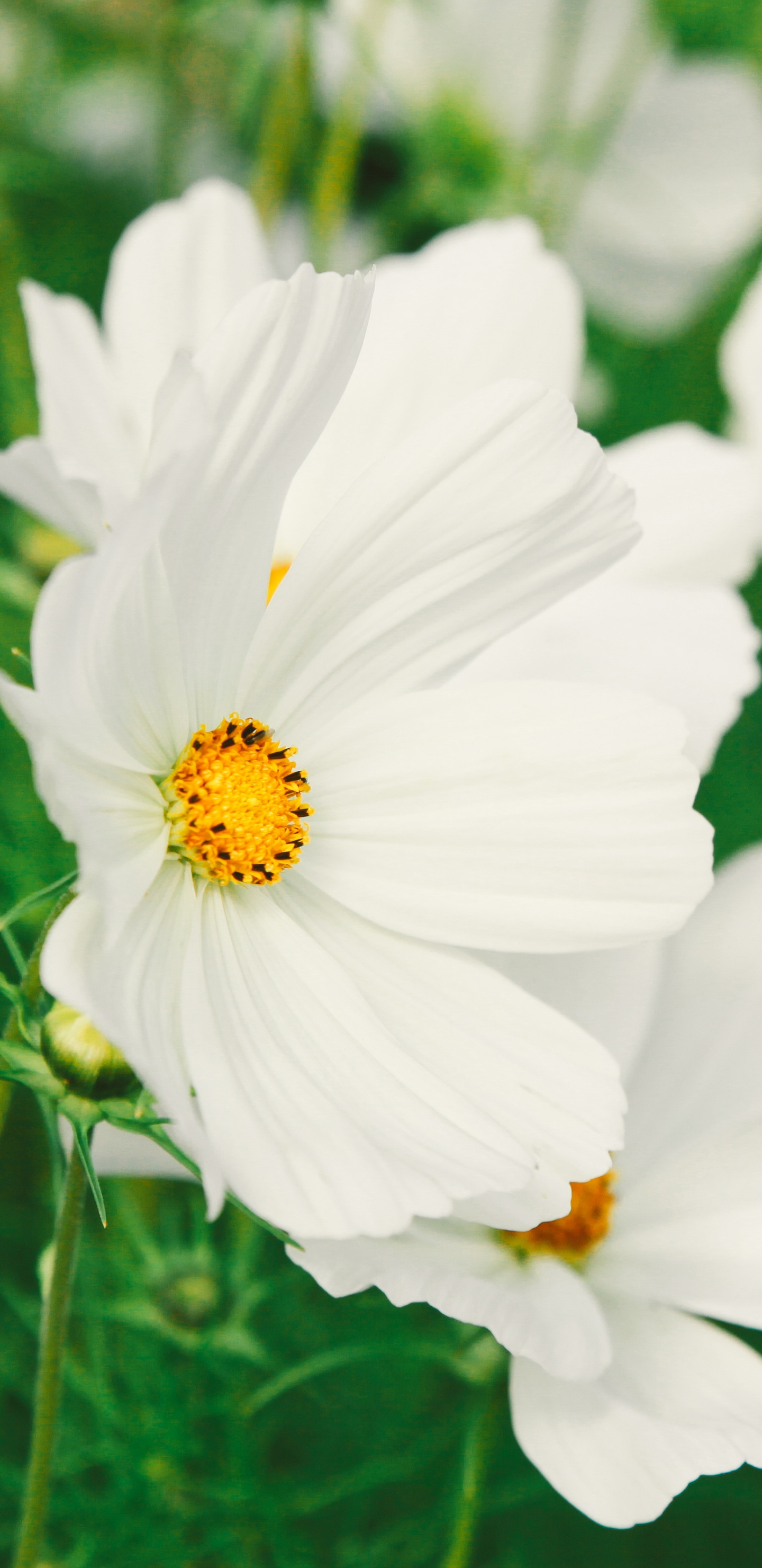 Flores Blancas en Lente de Cambio de Inclinación. Wallpaper in 1440x2960 Resolution