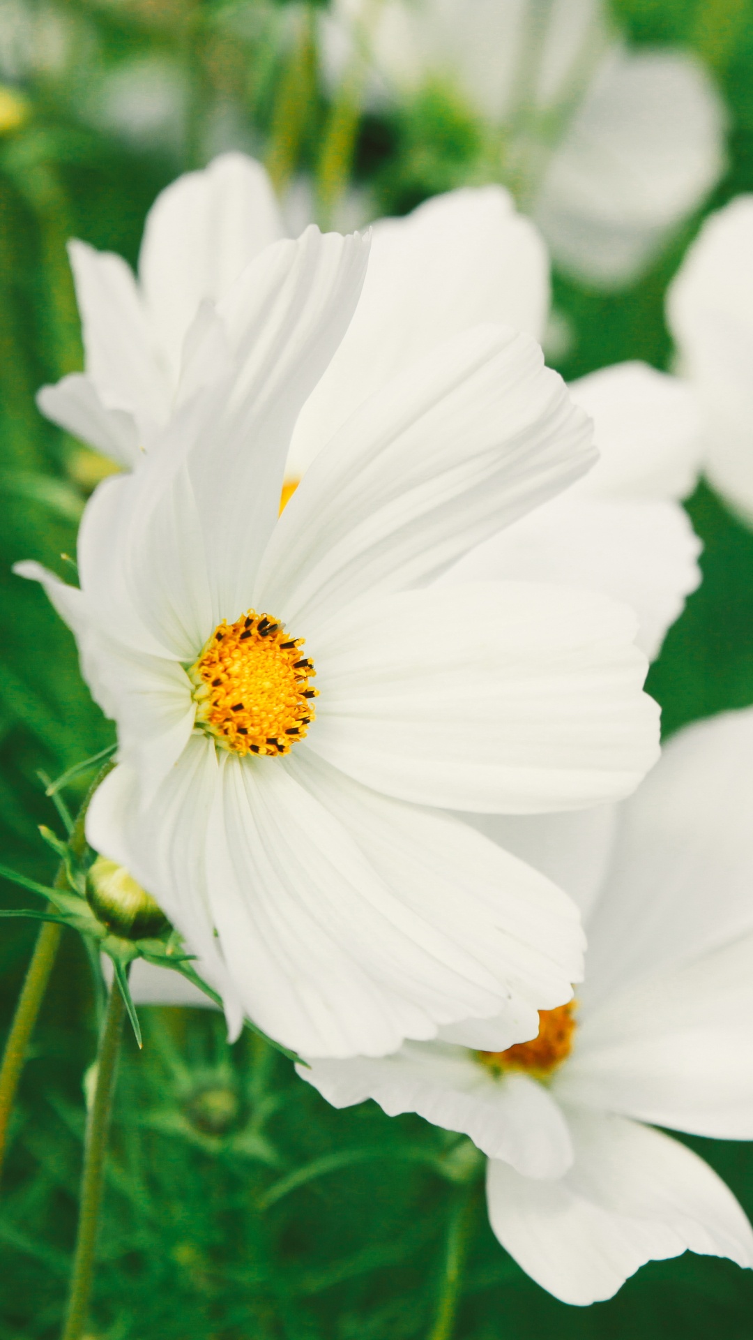 Weiße Blumen in Tilt-Shift-Linse. Wallpaper in 1080x1920 Resolution