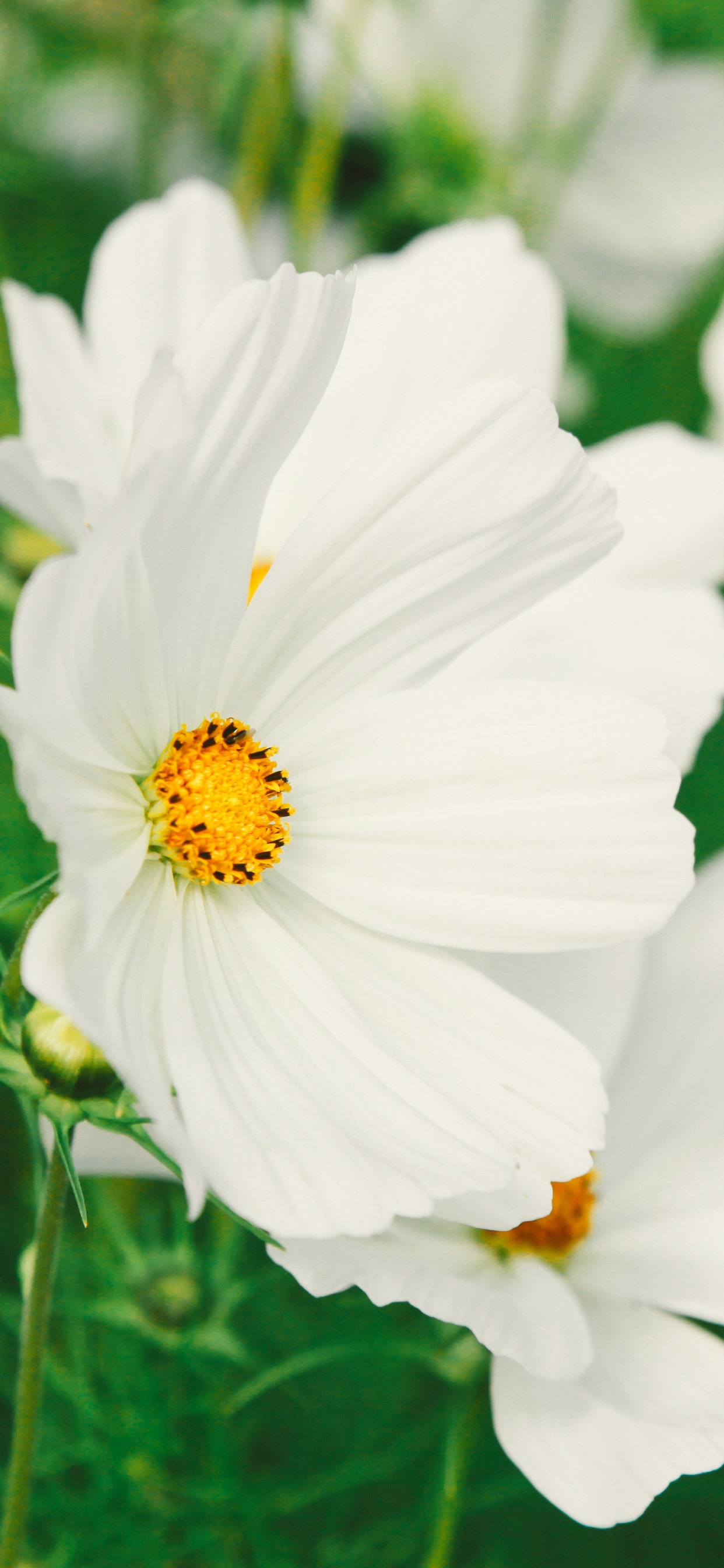 White Flowers in Tilt Shift Lens. Wallpaper in 1242x2688 Resolution