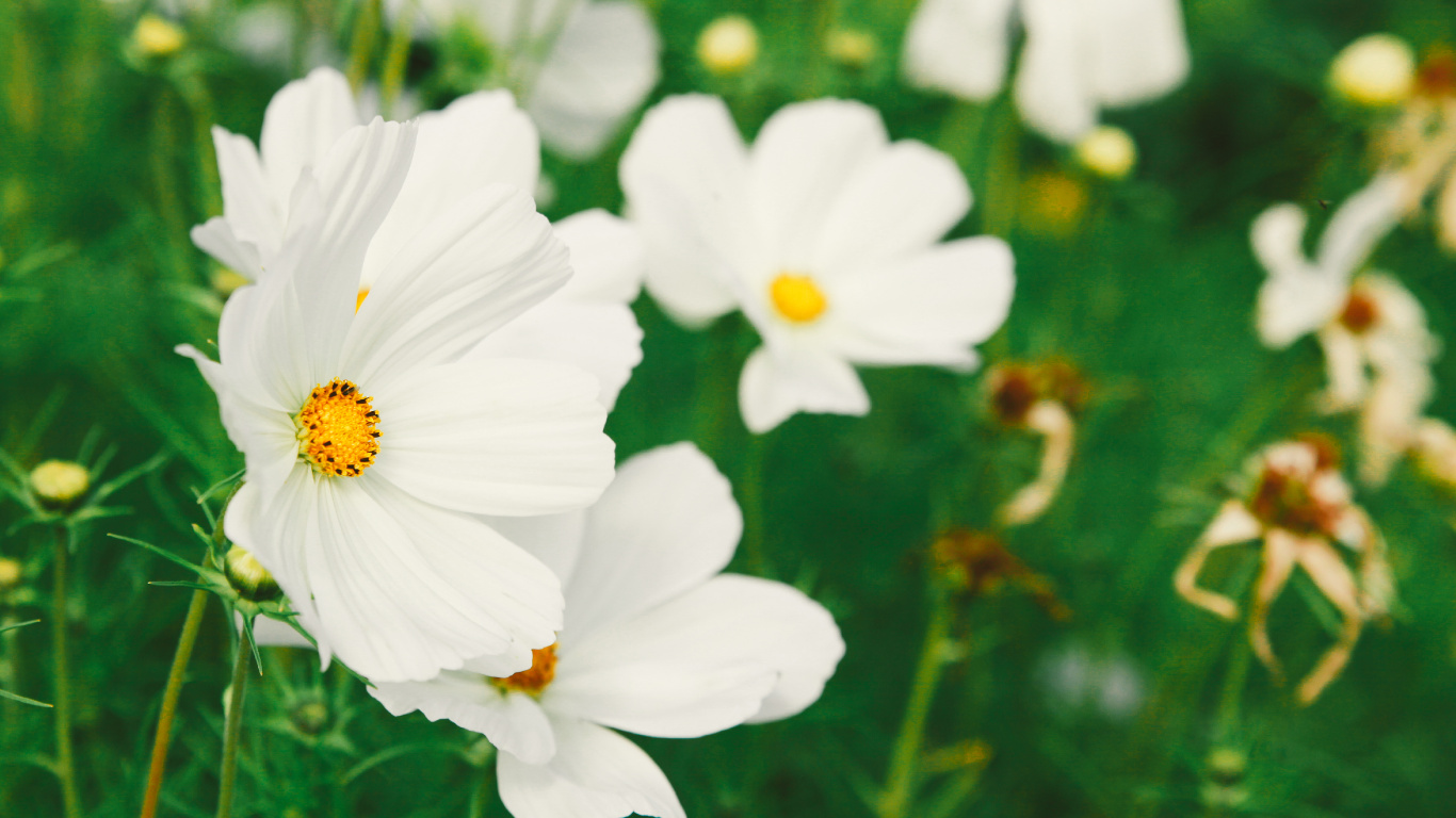 White Flowers in Tilt Shift Lens. Wallpaper in 1366x768 Resolution