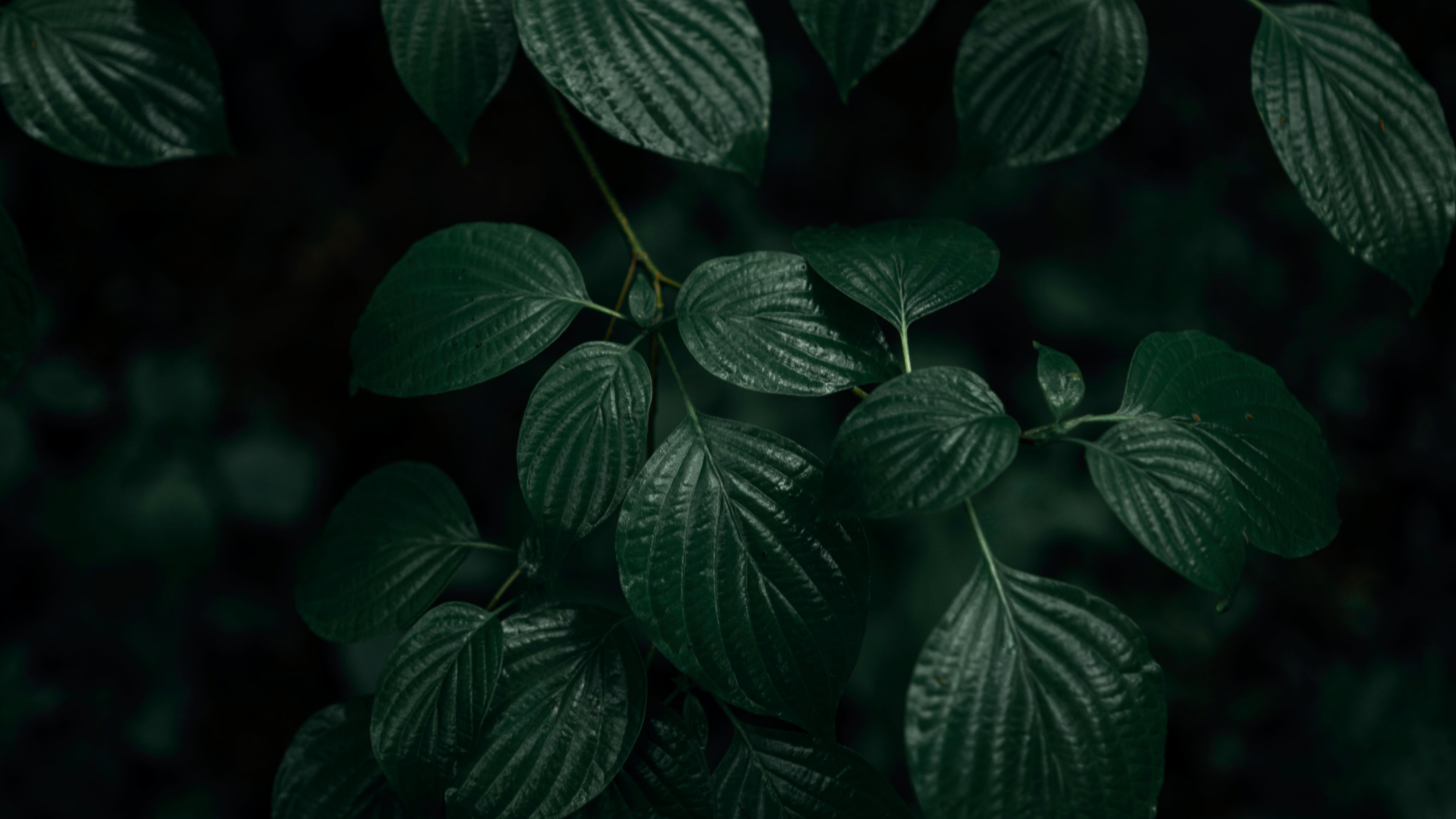 Feuille, Green, Vert Foncé, Feuilles Vert Foncé, Végétation. Wallpaper in 3840x2160 Resolution