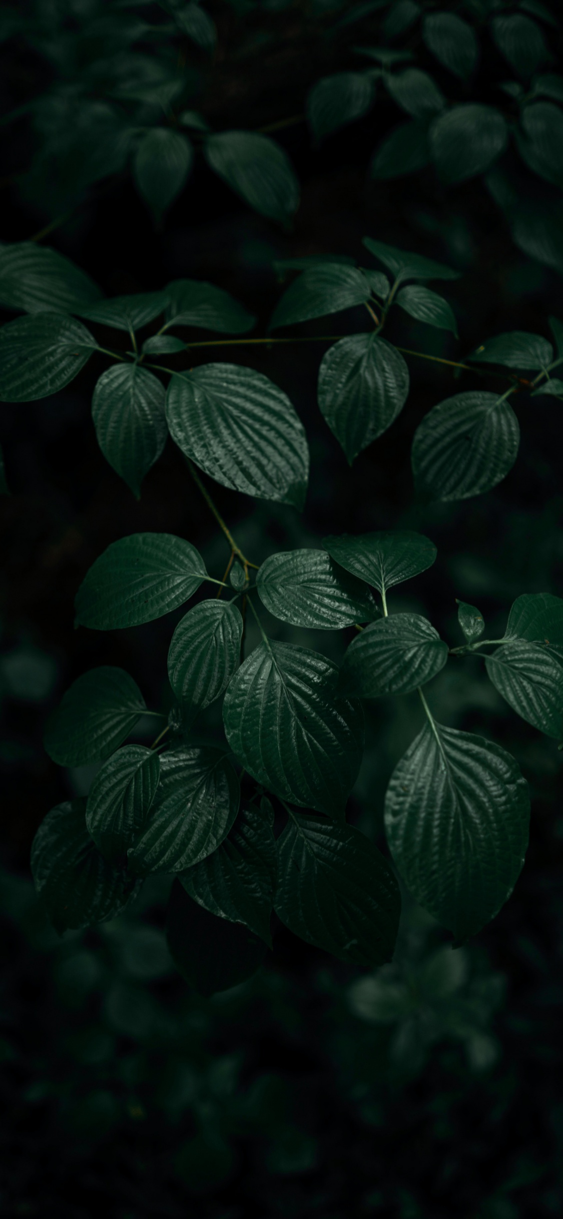 Leaf, Green, Dark Green, Dark Green Leaves, Plant. Wallpaper in 1125x2436 Resolution