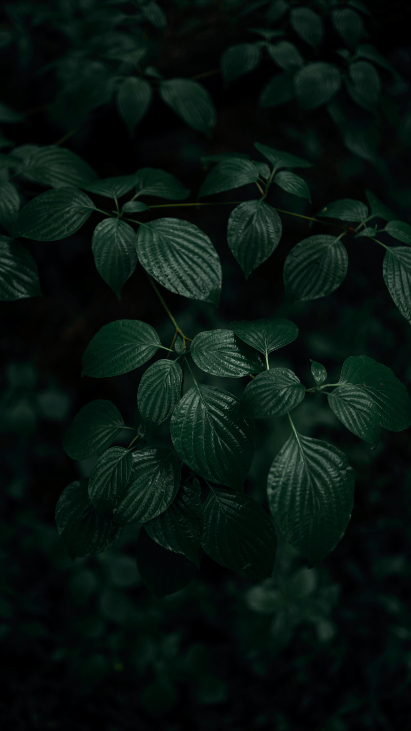 Leaf, Green, Dark Green, Dark Green Leaves, Plant. Wallpaper in 1440x2560 Resolution
