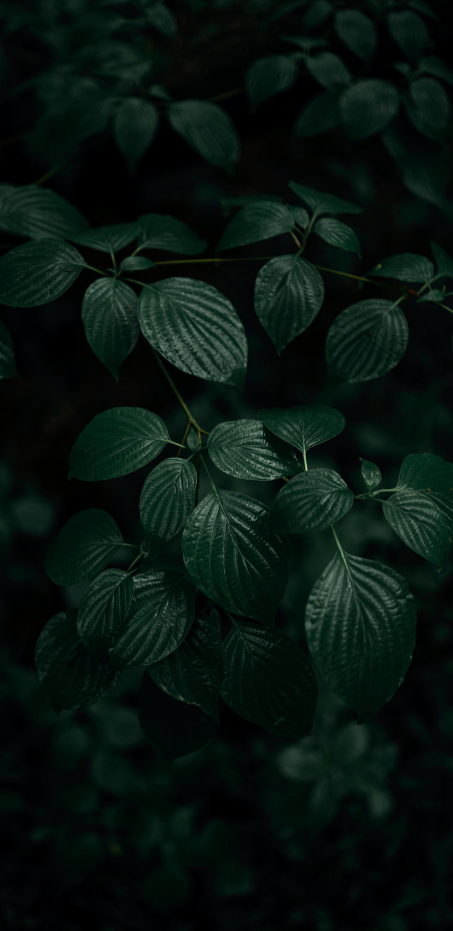 Leaf, Green, Dark Green, Dark Green Leaves, Plant. Wallpaper in 1440x2960 Resolution