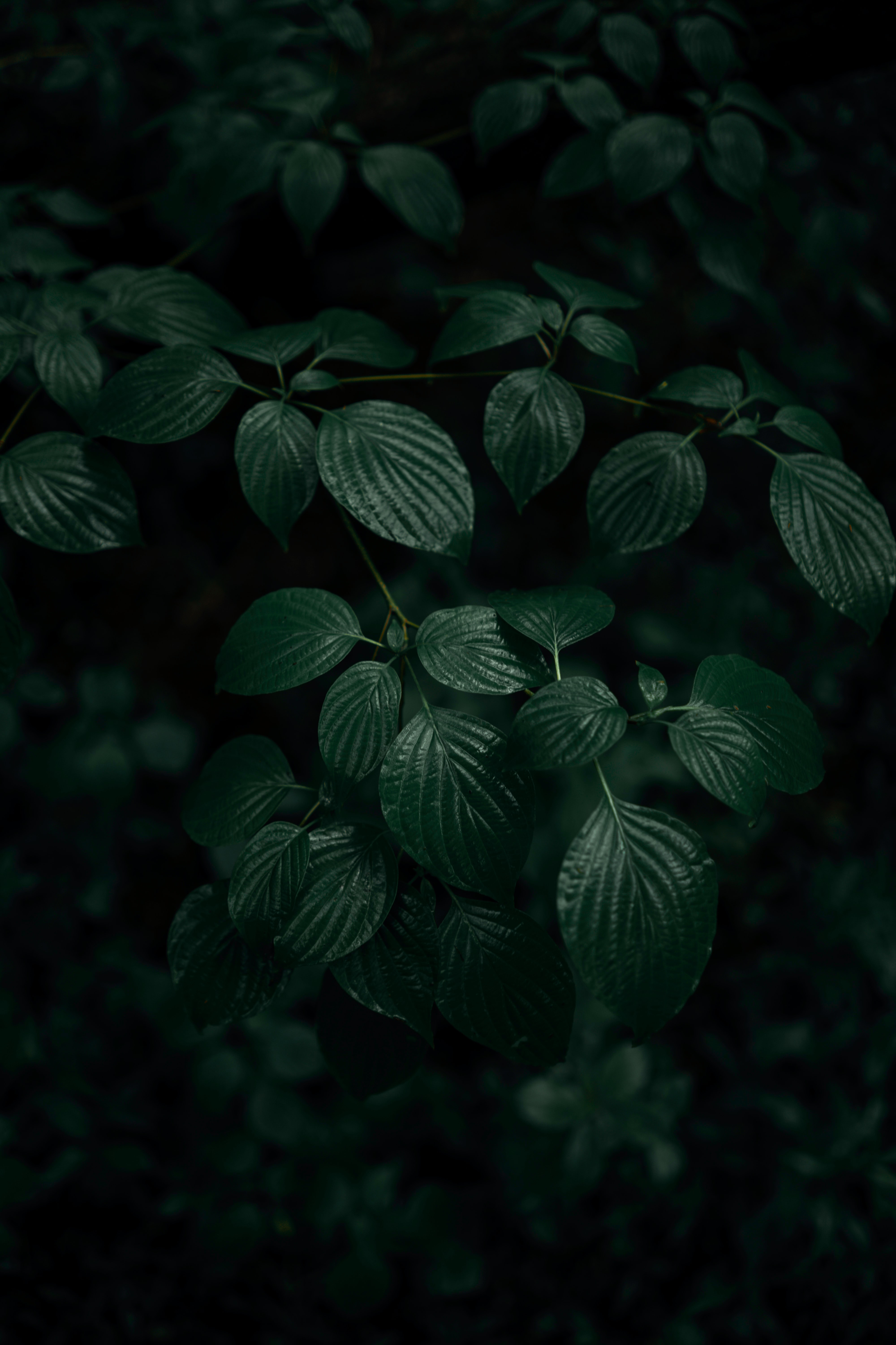 30 Dark Green Leaves Wallpapers  WallpaperSafari