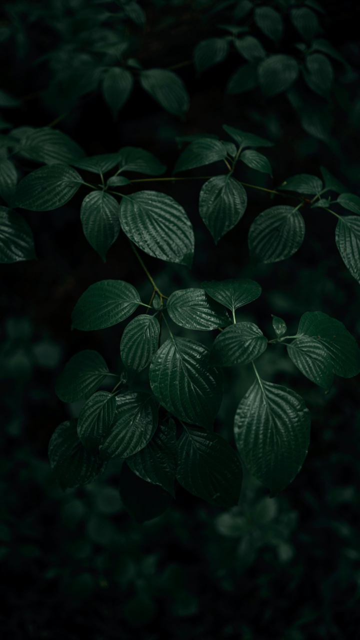 Leaf, Green, Dark Green, Dark Green Leaves, Plant. Wallpaper in 720x1280 Resolution