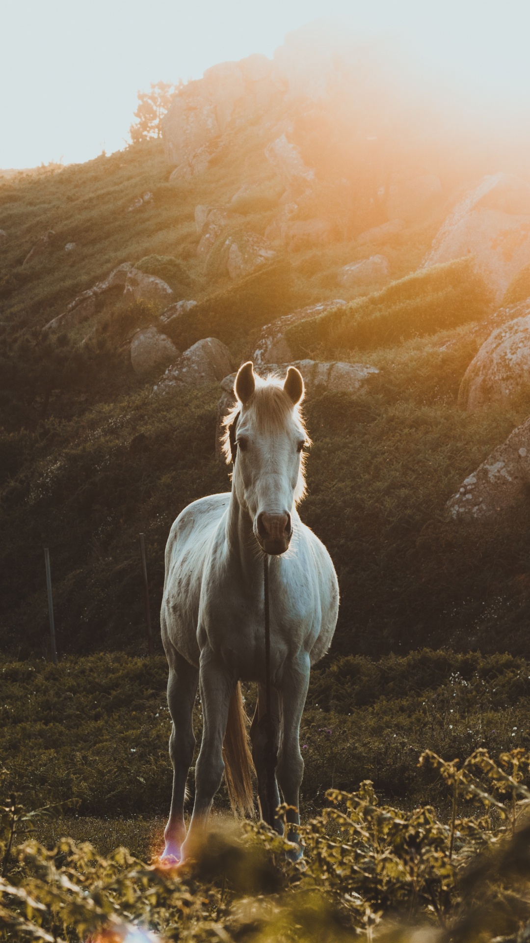 White Horse on Green Grass Field During Daytime. Wallpaper in 1080x1920 Resolution