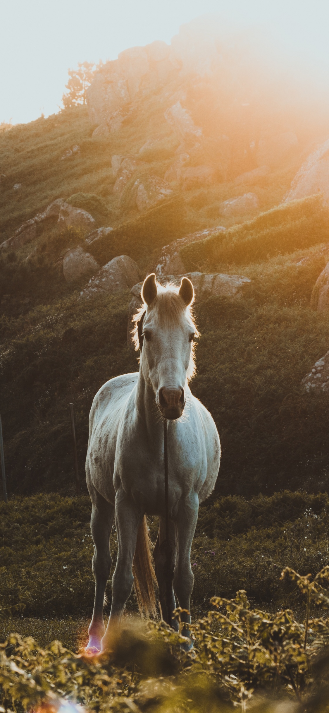 White Horse on Green Grass Field During Daytime. Wallpaper in 1125x2436 Resolution