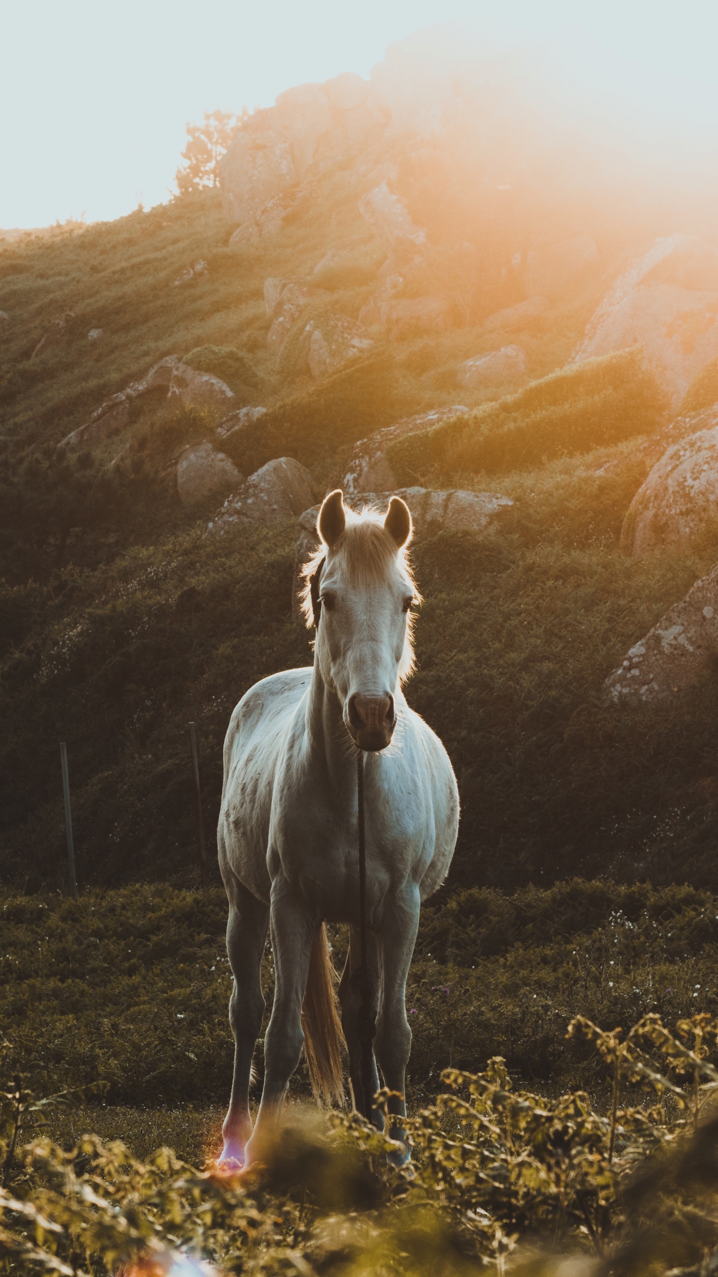 White Horse on Green Grass Field During Daytime. Wallpaper in 1440x2560 Resolution