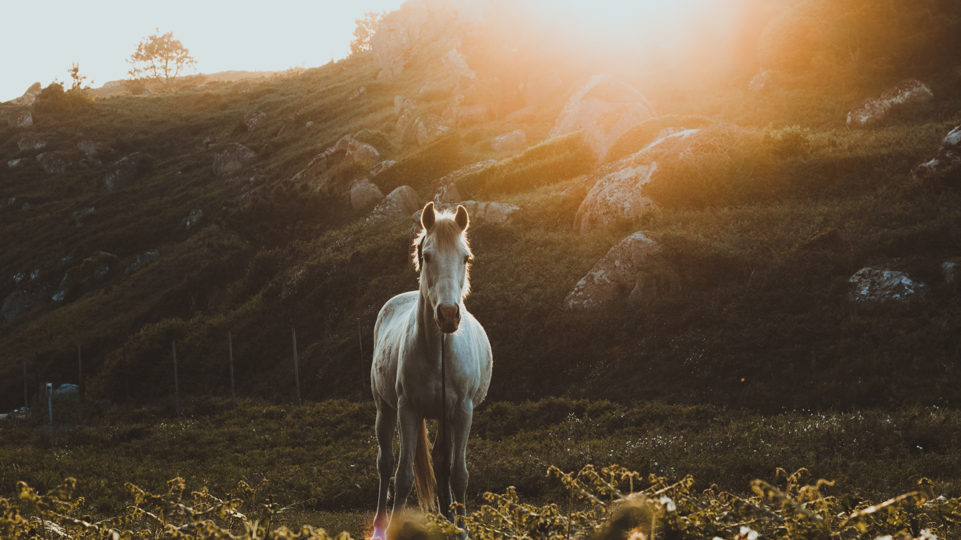 White Horse on Green Grass Field During Daytime. Wallpaper in 1920x1080 Resolution