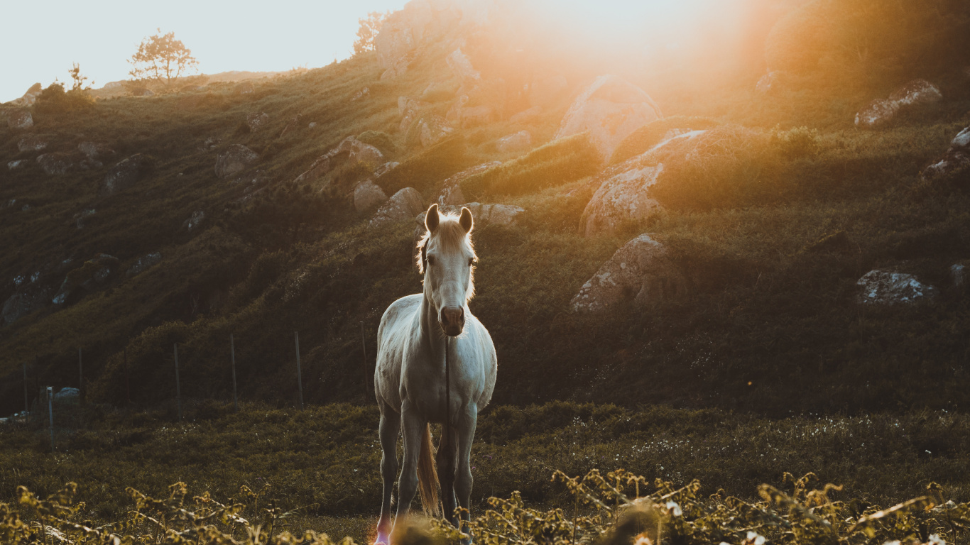 Caballo Blanco en el Campo de Hierba Verde Durante el Día. Wallpaper in 1366x768 Resolution