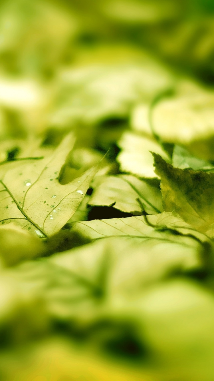 Green Leaves in Tilt Shift Lens. Wallpaper in 750x1334 Resolution