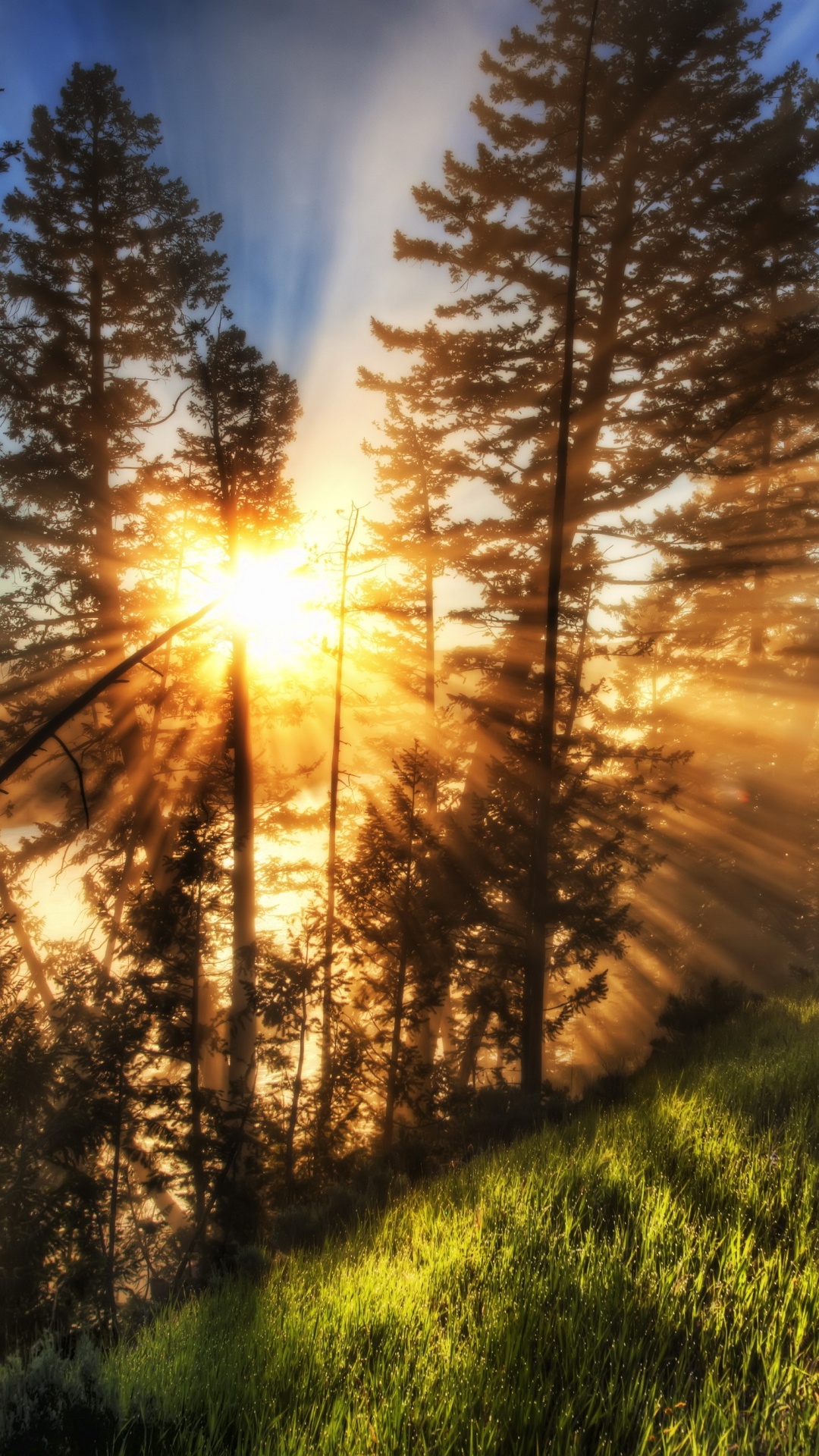 性质, 阳光, 早上, 路径, 光 壁纸 1080x1920 允许